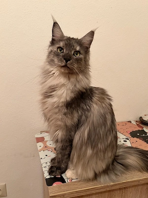 Wunderschöne Maine Coon zu Verkaufen