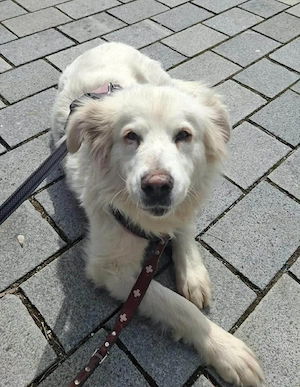 Seniorin Shelby sucht ruhiges Zuhause