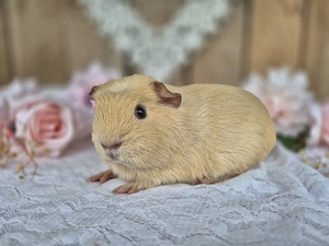 Meerschweinchen, weiblich - English Crested, Creme (dunkle Augen)