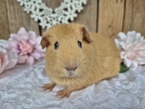 *Reserviert* Meerschweinchen, weiblich - Glatthaar, Buff (dunkle Augen) Bild 2