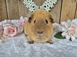 Meerschweinchen, weiblich - Glatthaar, Creme California Schokolade