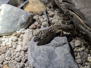 Leopardgecko 