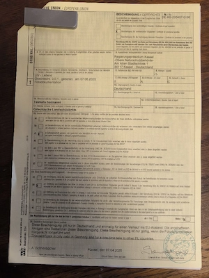 Griechische Landschildkröten 