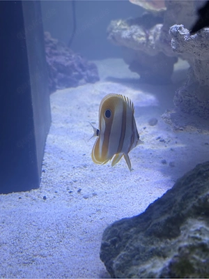 suche kupferstreifen pinzettfisch tutterfest