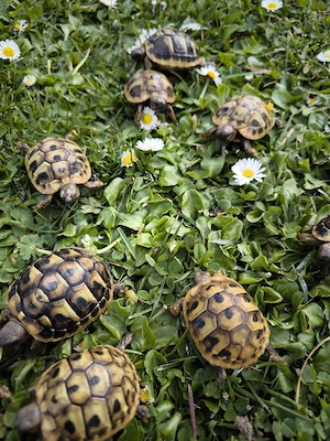 Griechische Landschildkröten 
