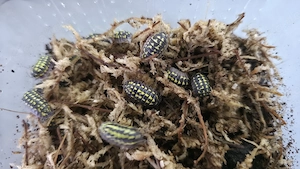 Armadillidium gestroi - Assel - eigene Zucht