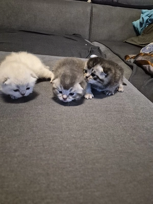 BKH  Kitten zu verkaufen 