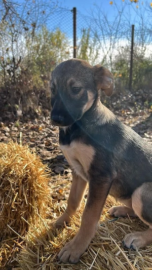 Adele   freundliche Hundedame sucht ihr Für-Immer-Zuhause
