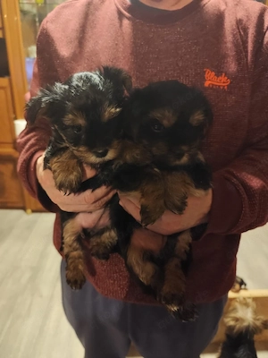 Yorkshire terrier welpen abzugeben 