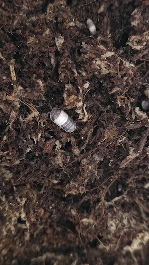 Cubaris sp. "Panda King" - Asseln aus eigener Zucht