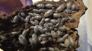 Porcellio laevis "Panda" - Asseln aus eigener Nachzucht 