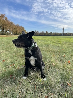 Ein neues Zuhause gesucht!