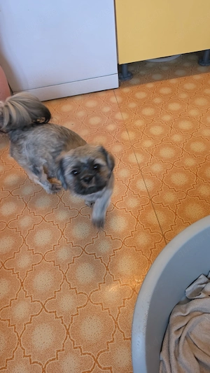 Shi Tzu Hündin sucht