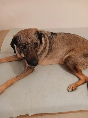 Hallo ich mus dringeng schweren herzens meine hündin in gute hände verk.