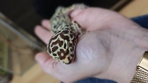 2 Leopardgecko Weibchen 