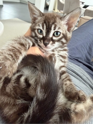 Süsse Bengal kitten