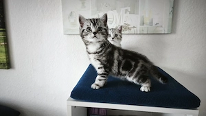 BritischKurzhaar BKH Kitten 