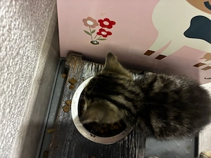 Kitten zu vermitteln 