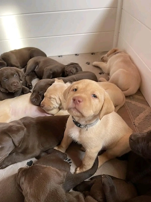    Exklusive Labrador Retriever Welpen   Top Qualität, liebevoll aufgezogen   