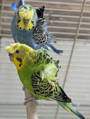 Hagoromo Pärchen  zusammen 65 Euro