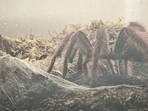 Megaphobema robustum 1.0 frisch adult Vogelspinne 