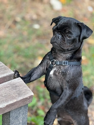 Mops 11 Monate sucht liebevolles Zuhause 