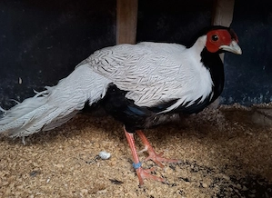 Silberfasane Pärchen Zuchtpaar