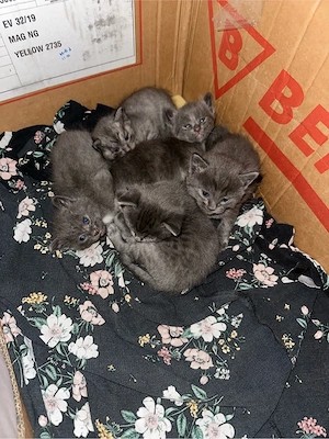 wunderschöne Ragdoll Kitten