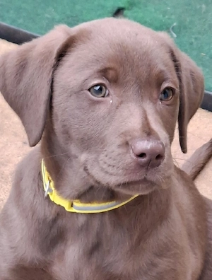 süße kleine Labrador Hündin