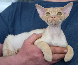 Kitten , Devon Rex,  männlich und weiblich mit Stammbaum, Gesundheitszeugnis, geimpft  und gechipt. 