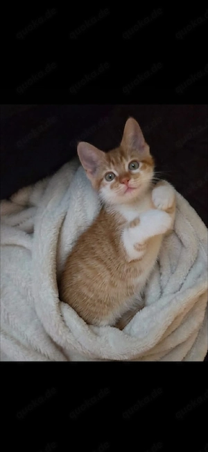   Wunderschönes Kätzchen sucht ein liebevolles Zuhause  