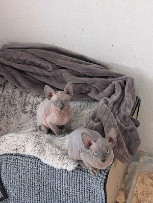     Bezauberndes Sphynx suchen ein neues Zuhause!