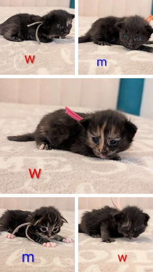 5 kleine Ragdoll - Maine Coon Mixe suchen Dich!