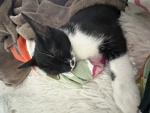 Nica und Nelio suchen ein neues Zuhause (Europäisch Kurzhaar)