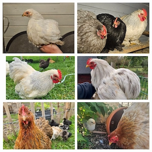 zwerg cochin bruteier 