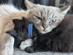 1 süßer Ragdoll- Maine Coon Kater sucht ein liebevolles Zuhause Bild 2