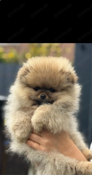 pomeranian Boo