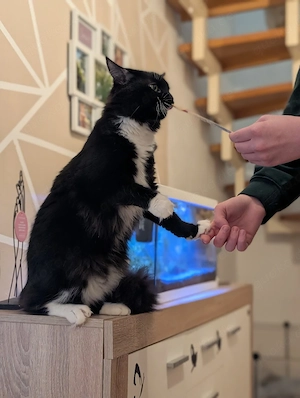 1 süßer Ragdoll- Maine Coon Kater sucht ein liebevolles Zuhause Bild 3