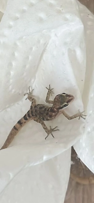 Tropiocolotes steudneri