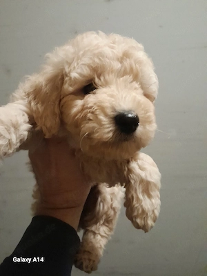 wunderschönes HaPudel Weibchen welpe 