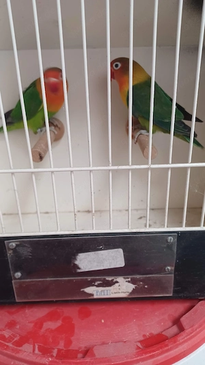 Pfirsichköpfchen Paar 