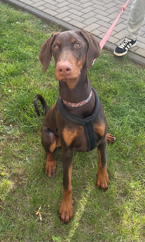Junge Dobermann-Hündin (Vorherige Interessenten bitte melden, Account wurde gesperrt)