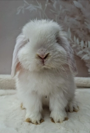 Minilop, Zwergwidder, Rammler, Albino, Jungtier