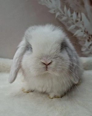 Minilop, Zwergwidder, Rammler, Brüder, Jungtiere