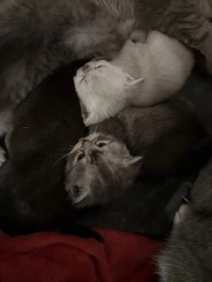 bkh kitten Bild 2