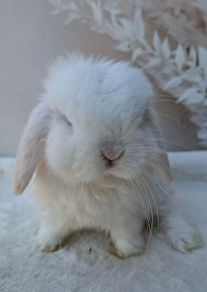 Minilop, Zwergwidder, BEW, weiß, Brüder, Jungtiere