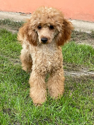 Toy zwergpudel Welpen 