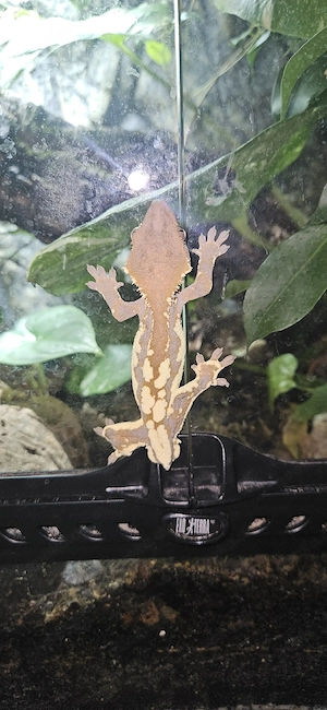 Kronengecko , Frappuccino 1.0