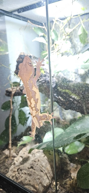 Kronengecko , Frappuccino 1.0