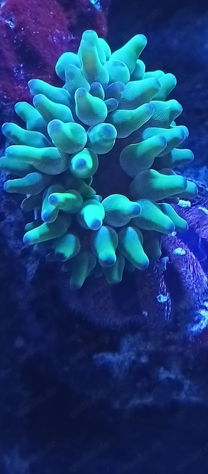 Meerwasser grüne Minianemone